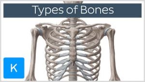 Bones
