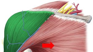 Do you know your muscles? (Flash Cards)