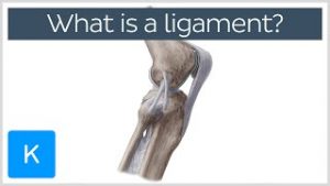 Ligaments