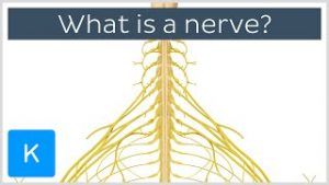 Neurovasculature Definition, Anatomy & Function