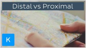 Terminology of Body Planes