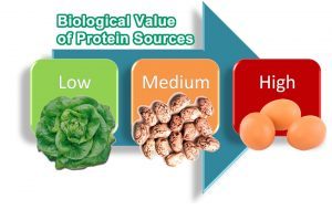 Nutrition Consultant/Sports Nutrition Certification