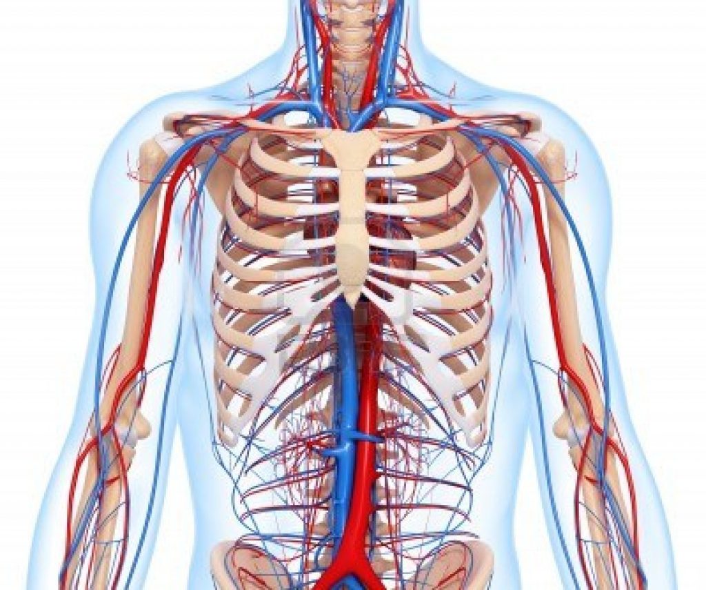circulatory anatomyofmalebodycirculatorysystem Professional