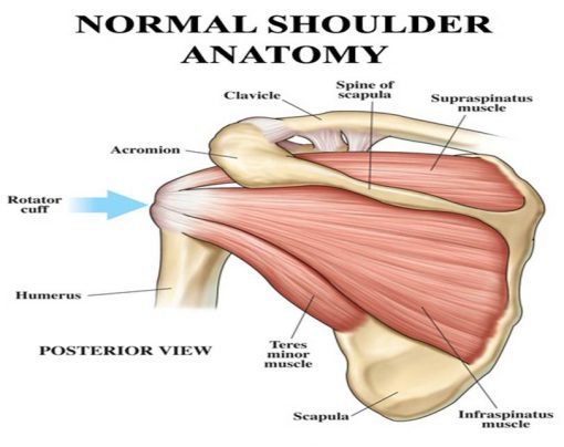 Rotator Cuff and its Functions - Professional Personal Trainer ...